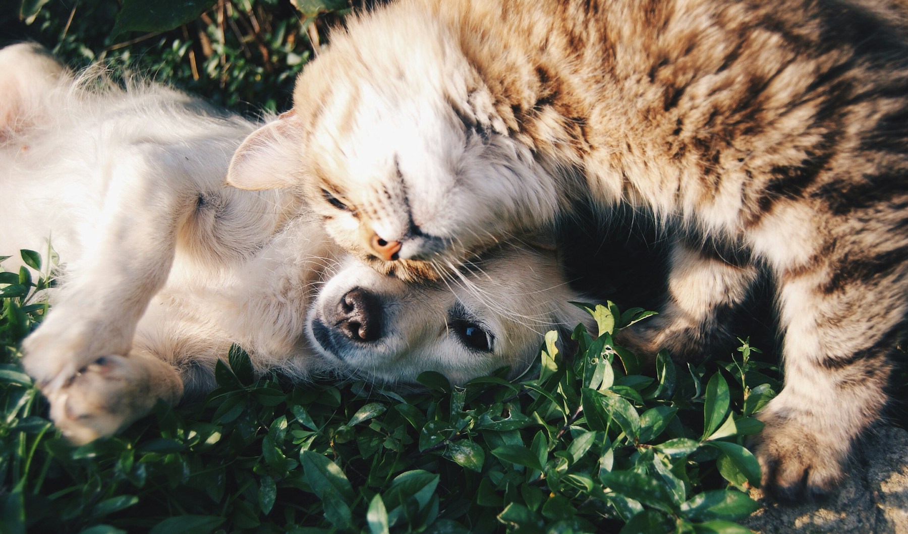 A beloved pet in a peaceful setting